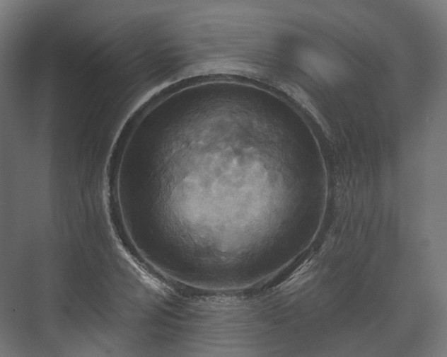 X0000073481024200608071015