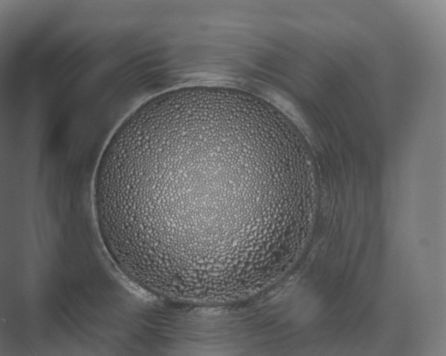 X0000073481283200608071011