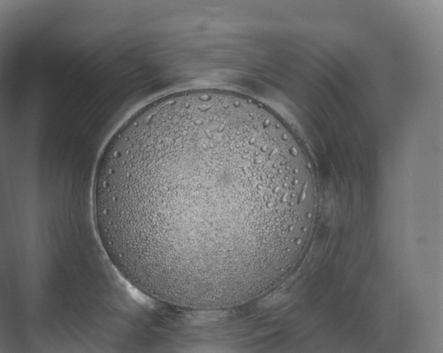 X0000073481294200608071011