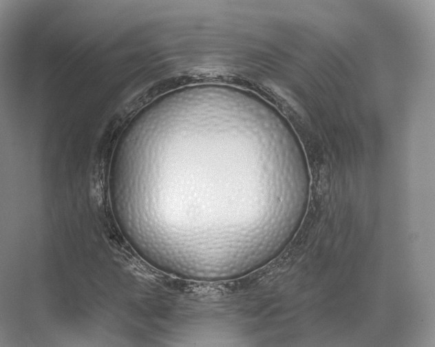 X0000073481015200608140810