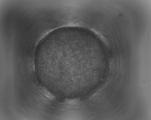 X0000073481262200608140807