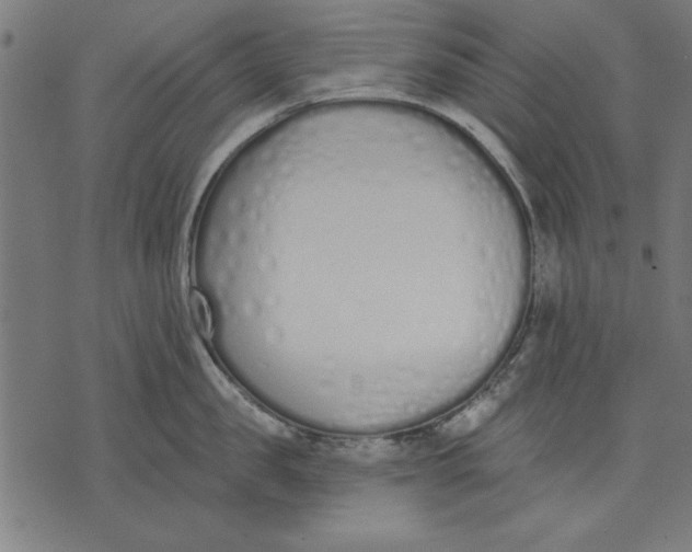 X0000073480957200608211621