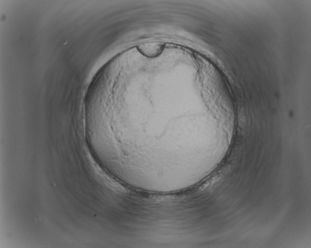 X0000073481522200608211612