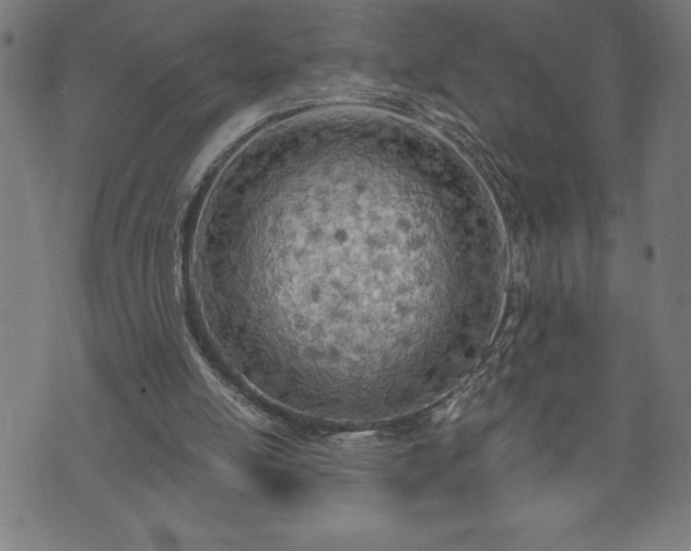 X0000073490054200608071007