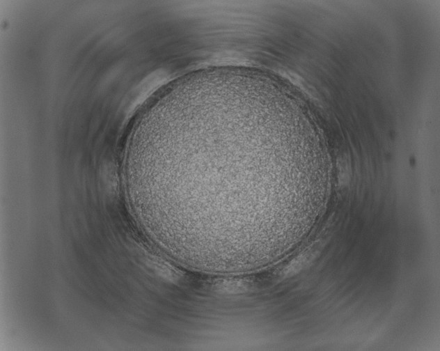 X0000073491266200608070948
