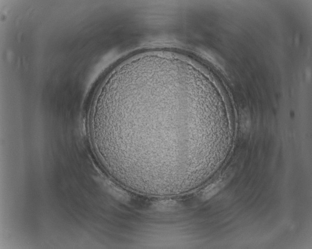 X0000073491462200608070945