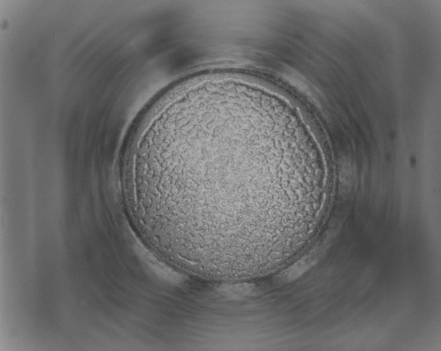 X0000073491466200608070945