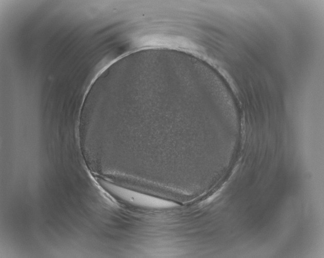 X0000073491529200608140829