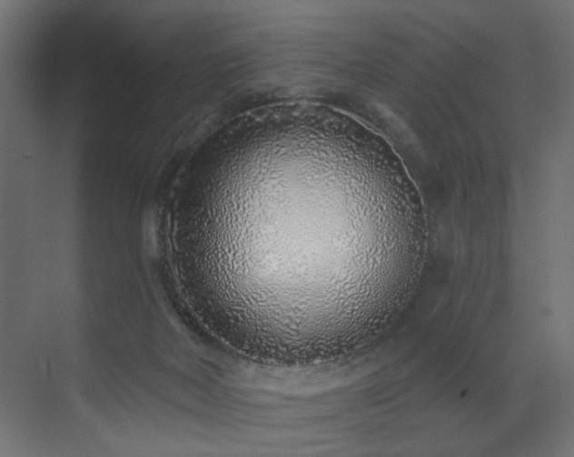 X0000073500026200607311304