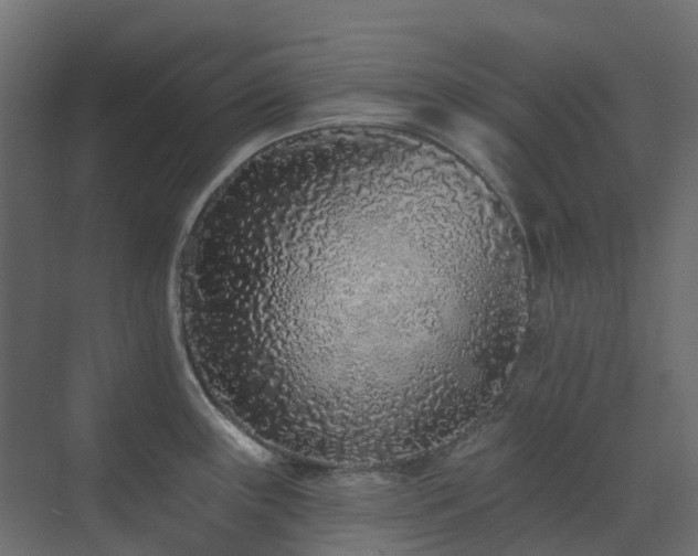 X0000073501243200607311244