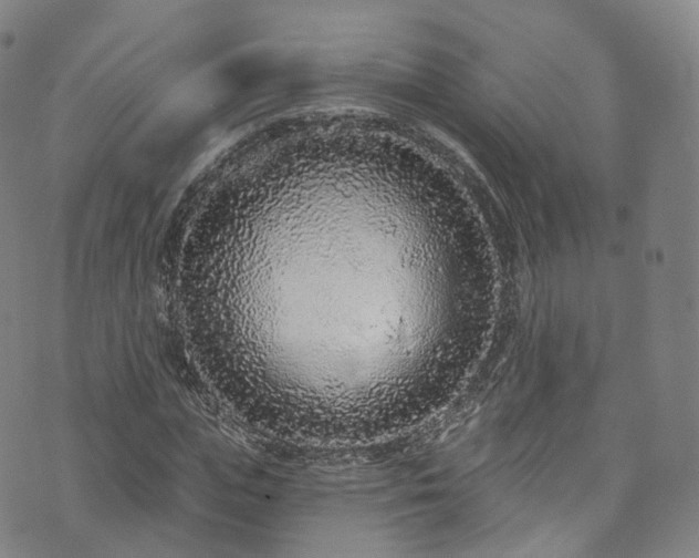 X0000073500823200608071020
