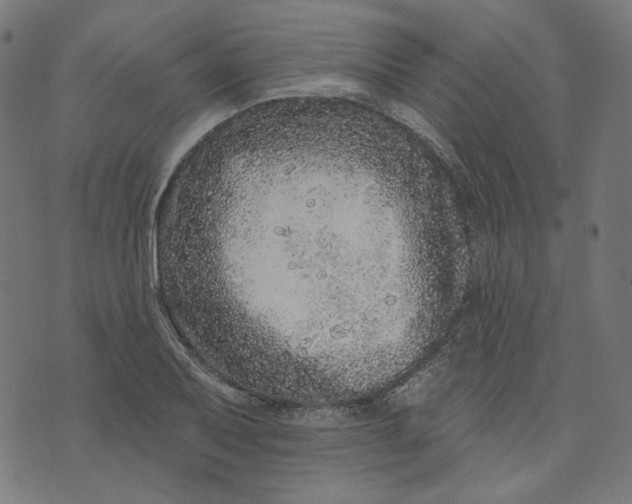 X0000073501079200608211709