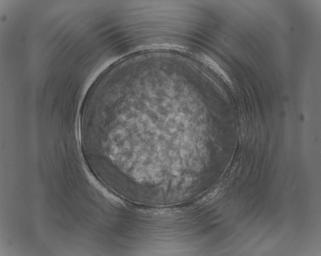 X0000073501084200608211709
