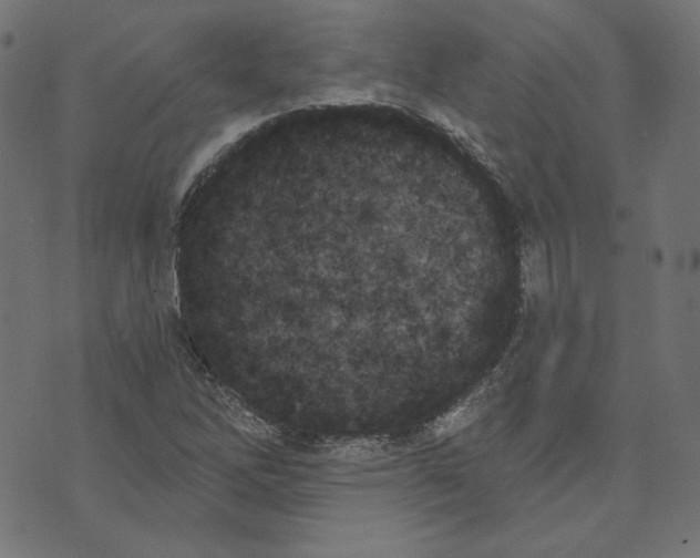 X0000073501262200608211706