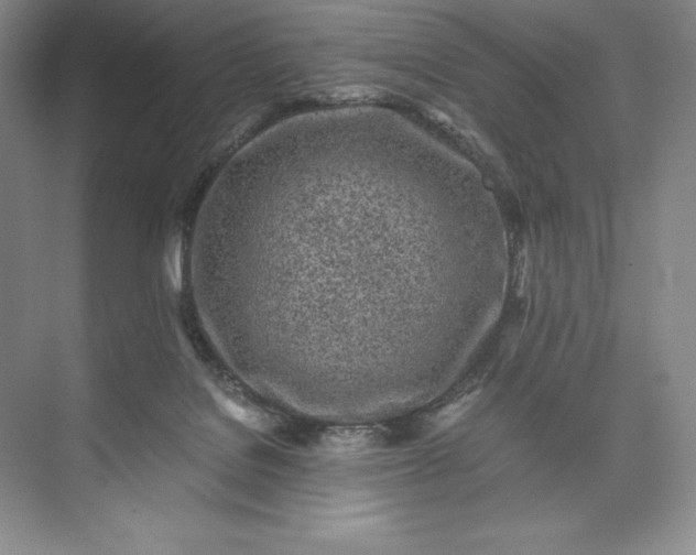 X0000073510076200608140945
