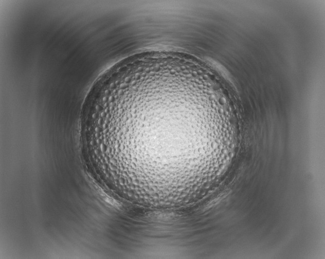 X0000073510831200608140932