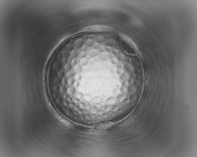 X0000073511091200608140928