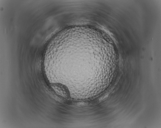 X0000073510153200608211748