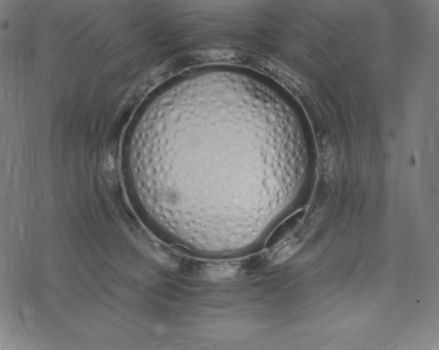 X0000073510373200608211746