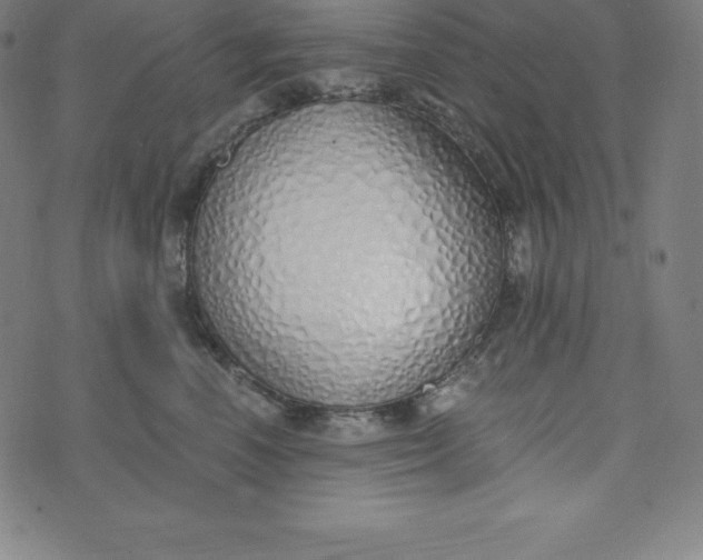 X0000073510666200608211741