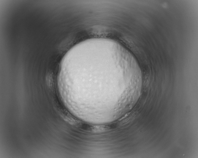 X0000073510623200608281709