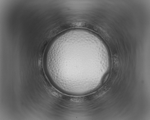 X0000073510745200608281707