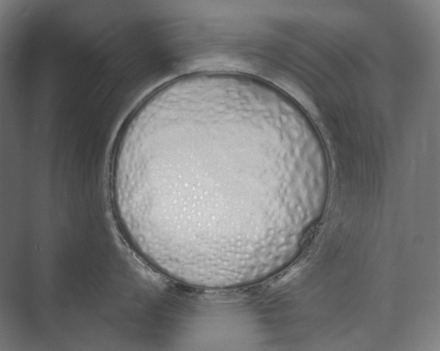 X0000073511008200608281702