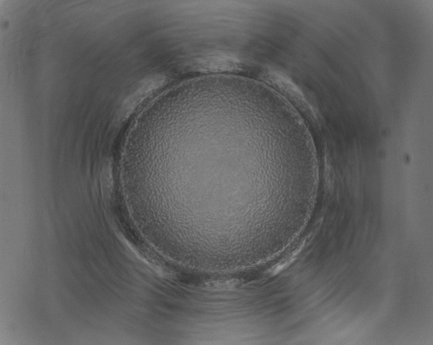 X0000073520202200607311232