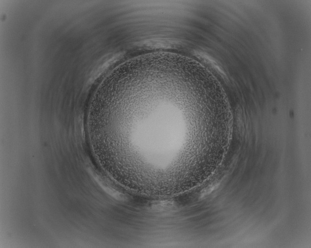 X0000073520398200607311229