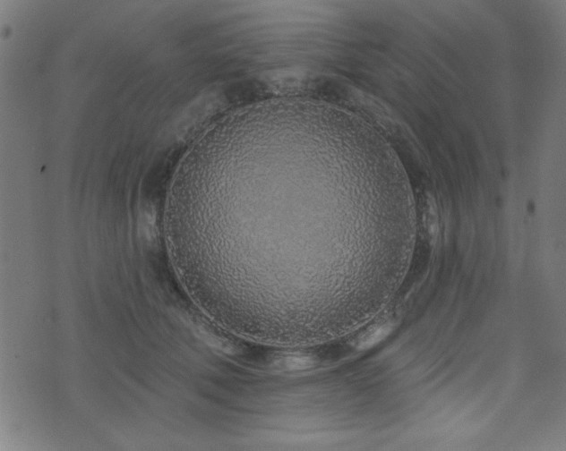 X0000073520610200607311226