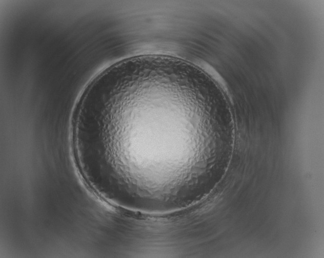 X0000073521096200608071115