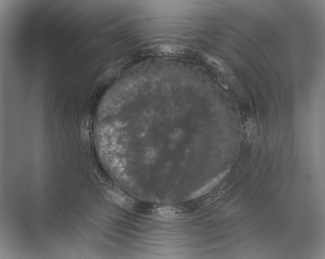 X0000073520423200608141005