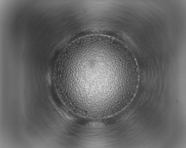 X0000073520644200608141001