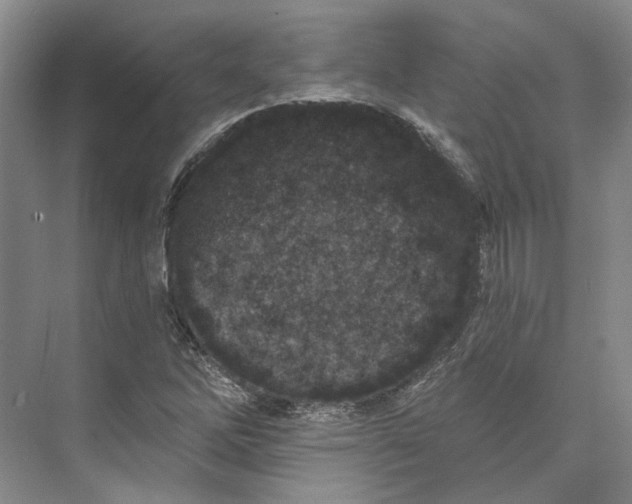 X0000073521262200608140951