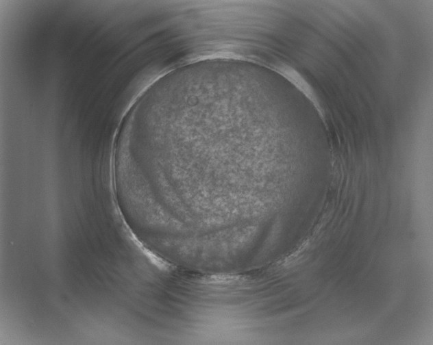 X0000073521290200608140950