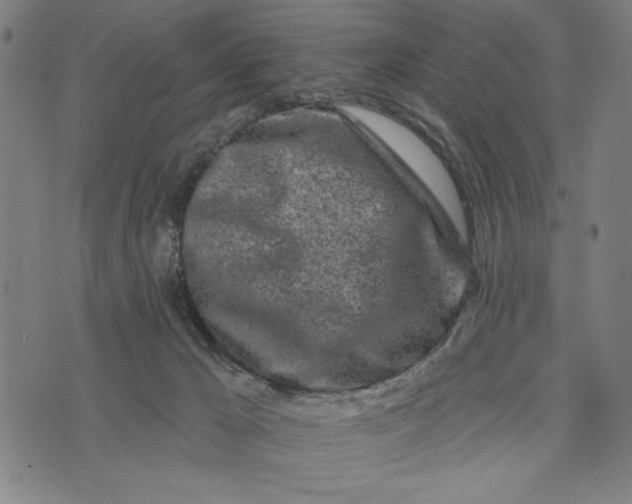 X0000073520029200608211816