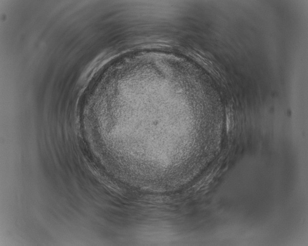 X0000073520339200608211810