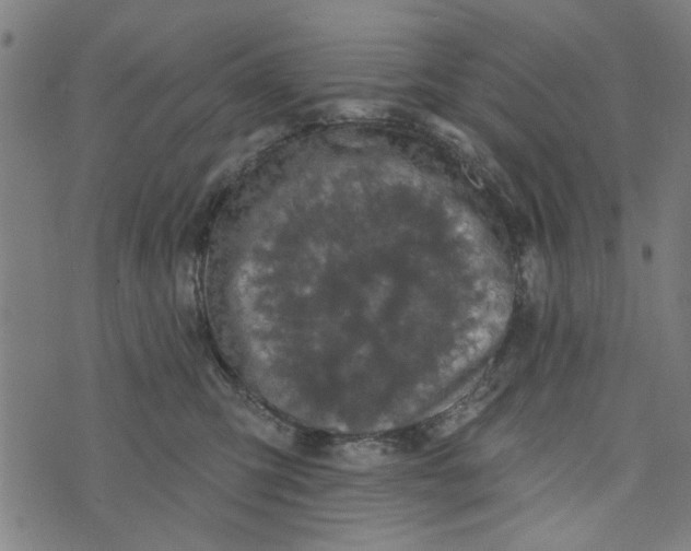 X0000073520423200608211809