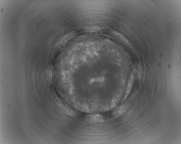 X0000073520427200608211809