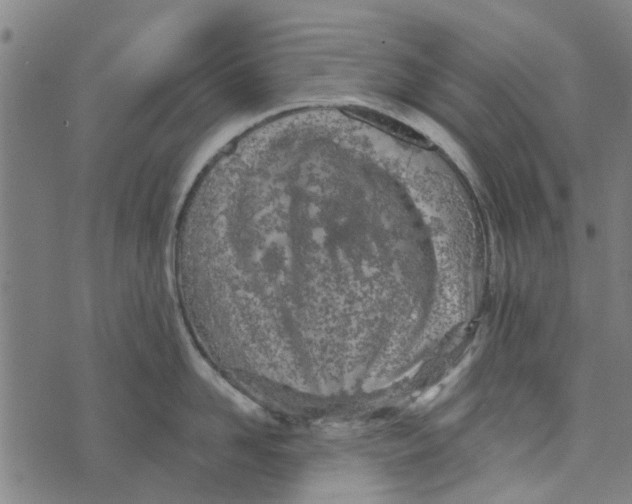 X0000073520958200608211801