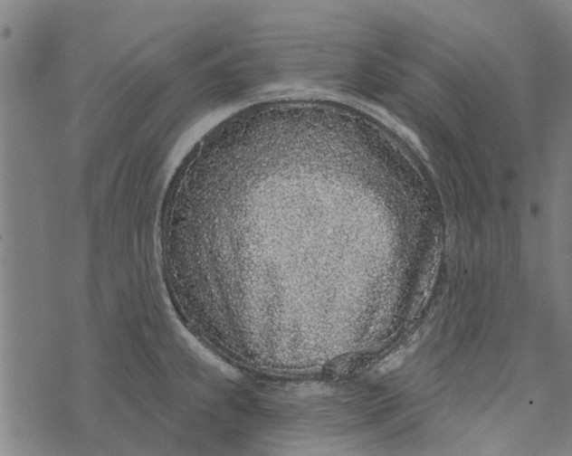 X0000073521239200608211756