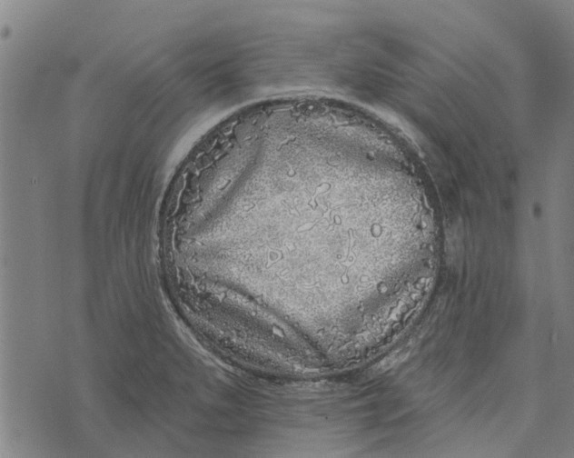 X0000073521279200608211755