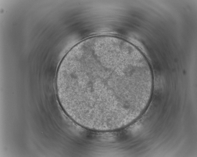 X0000073521338200608211755