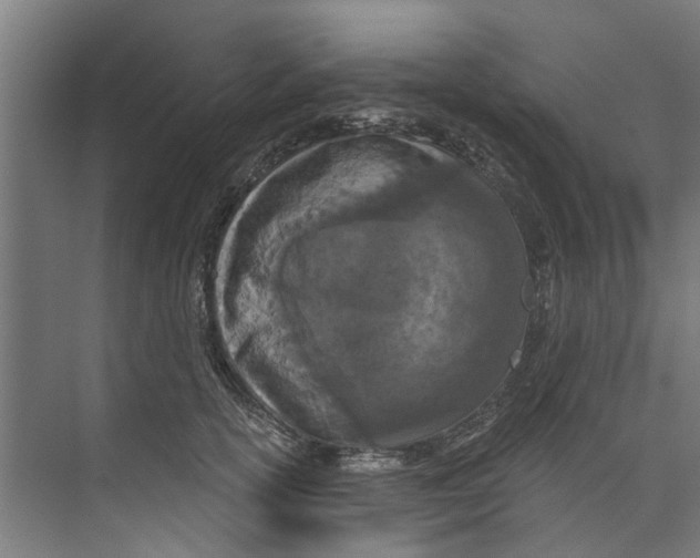 X0000073520754200608281733