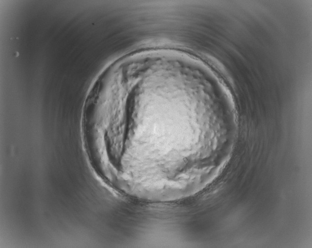 X0000073520863200608281731