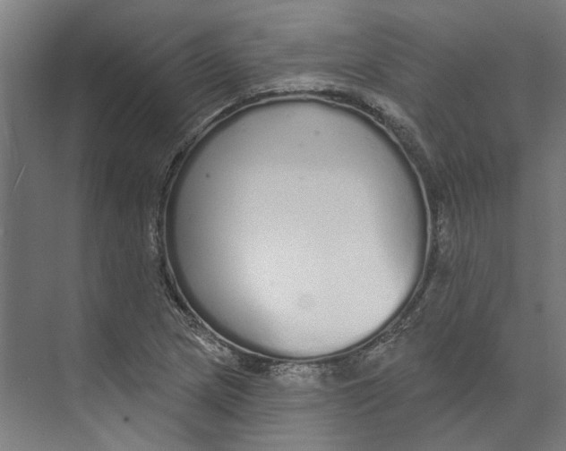 X0000073521217200608281724