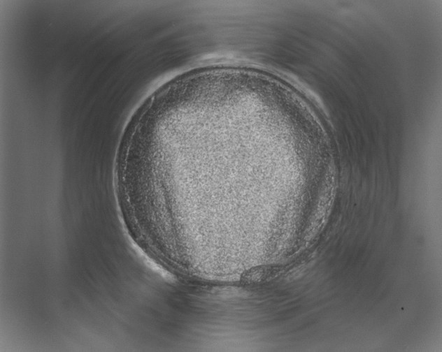 X0000073521239200608281725