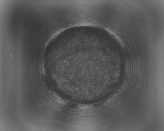 X0000073521262200608281724