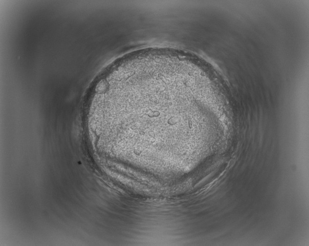 X0000073521263200608281724