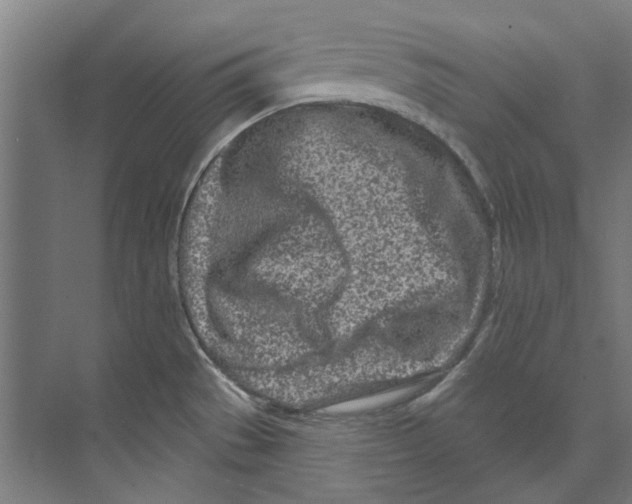 X0000073521529200608281720